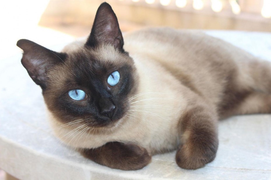 Сиамская кошка Аида