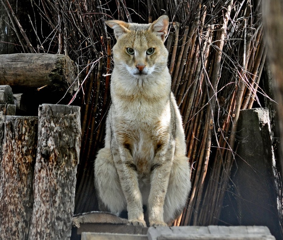 Камышовый кот (Хаус) (Felis Chaus)