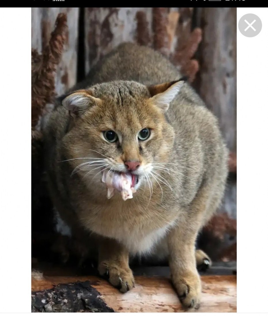 Камышовый кот Хаус