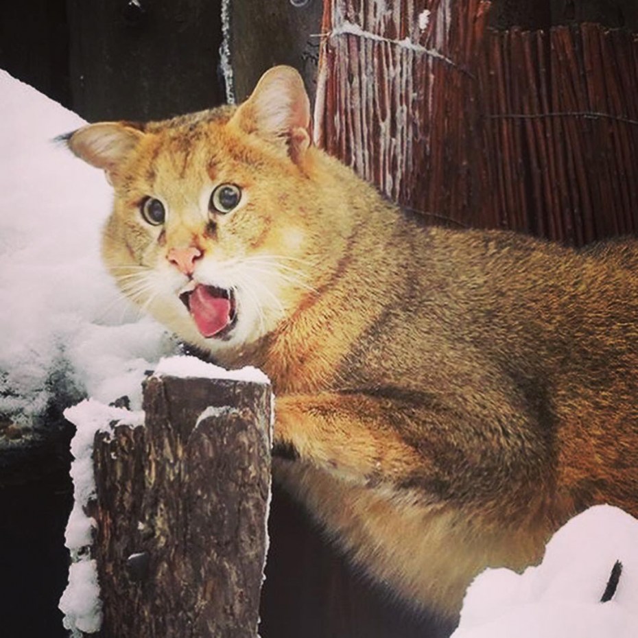Камышовый кот Хаус Заури