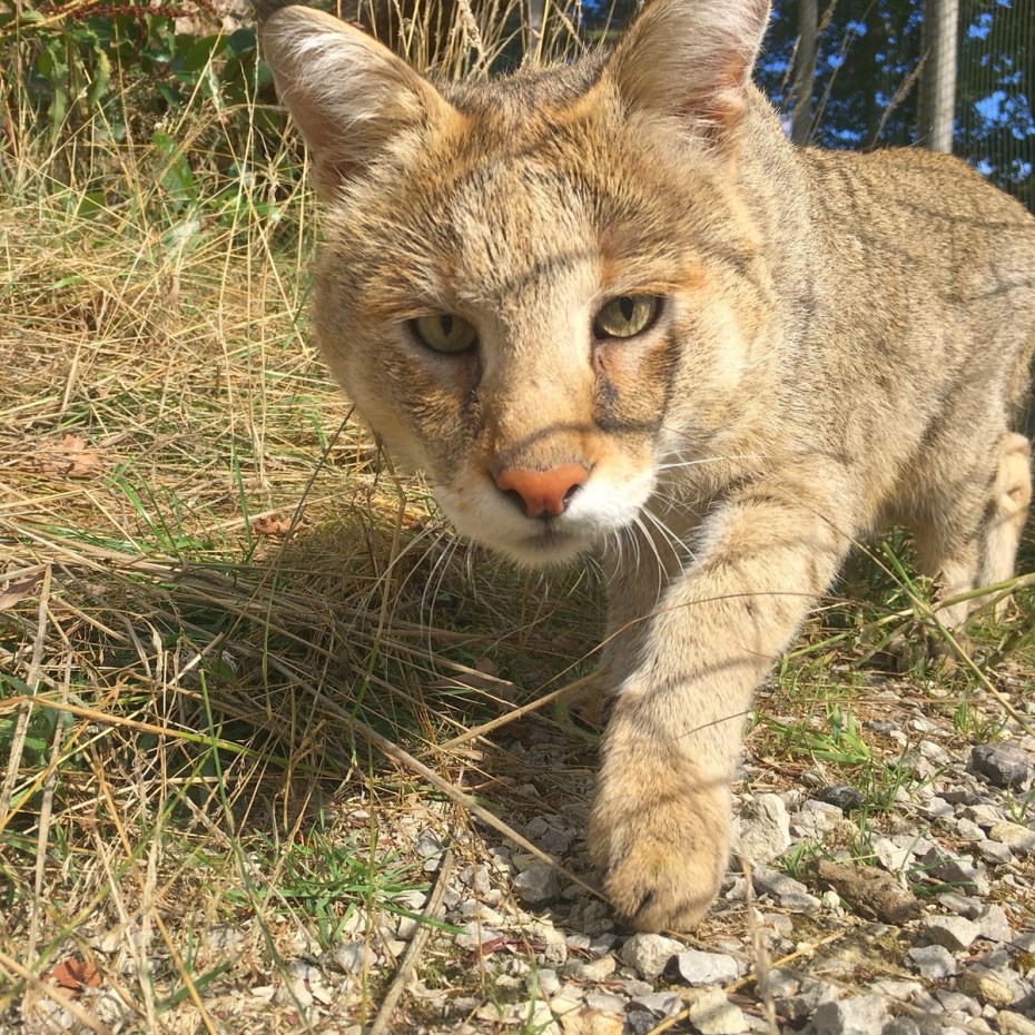 Камышовый кот рыжий
