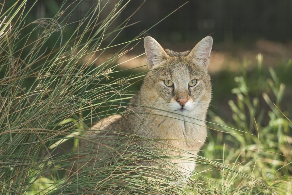 Камышовая кошка котята