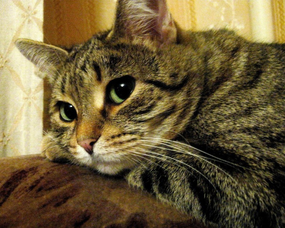 Камышовый кот (Хаус) (Felis Chaus)