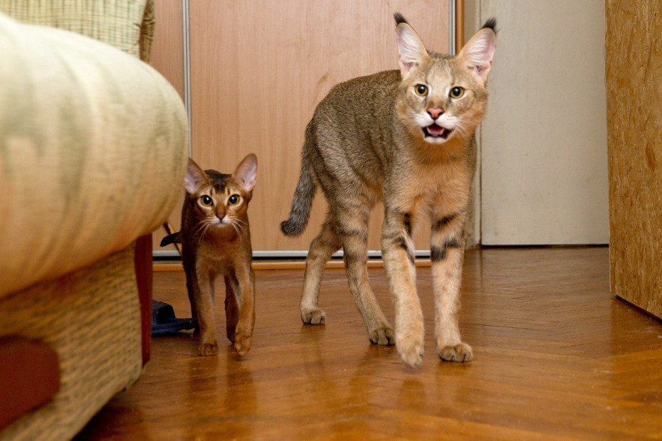 Чаузи кошка