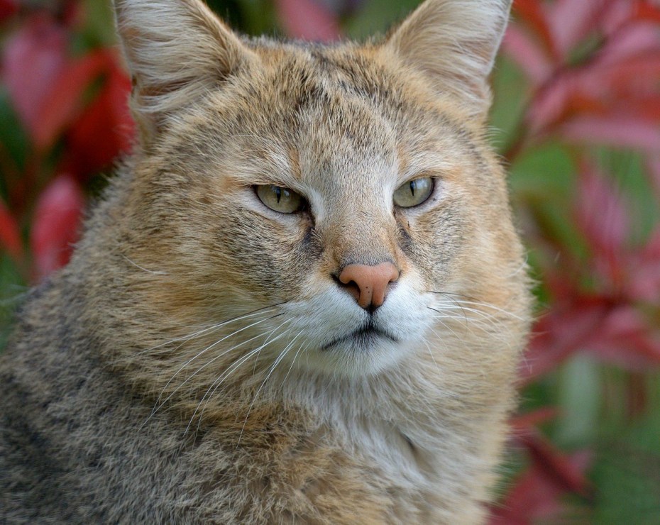 One of South America’s most abundant felids: Geoffroy's Cat