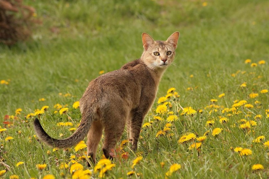 Камышовый кот (Хаус) (Felis Chaus)