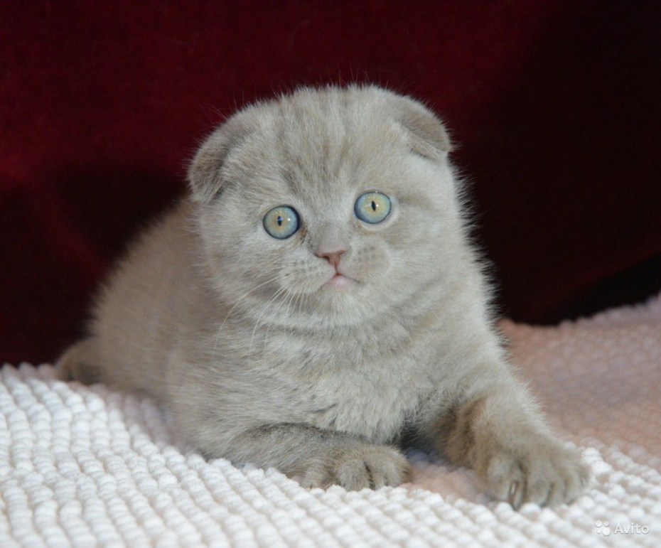 Кот вислоухий лиловый Арлекин