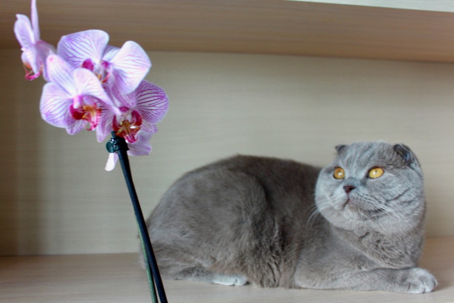 Вислоухий кот скоттиш фолд