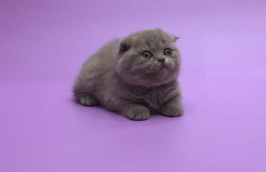 Скоттиш фолд лиловый табби
