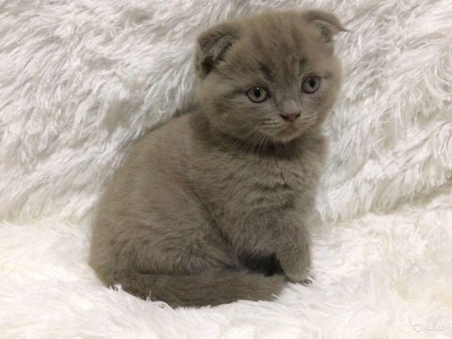 Британская короткошёрстная кошка