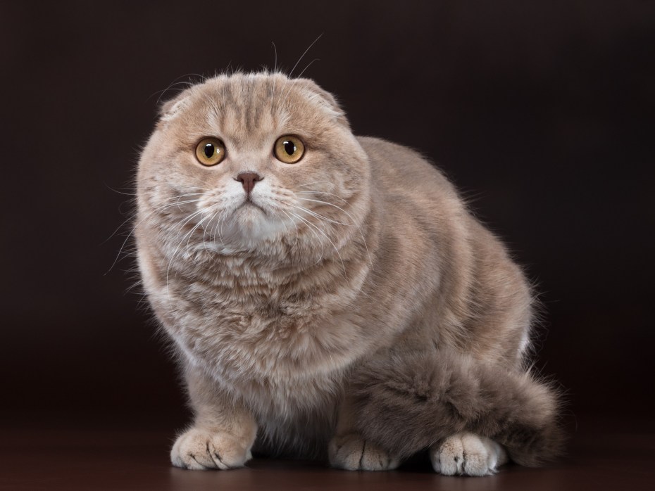 Вислоухий скоттиш-фолд коричневый
