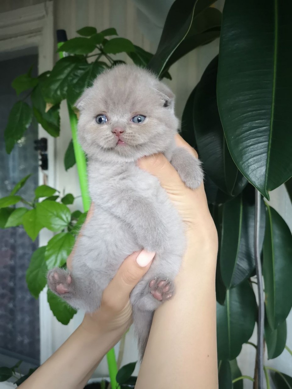 Шотландский скоттиш страйт лиловый