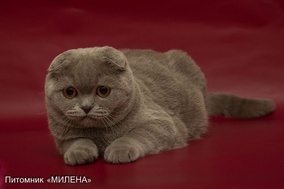 Большой шотландский вислоухий кот лиловый