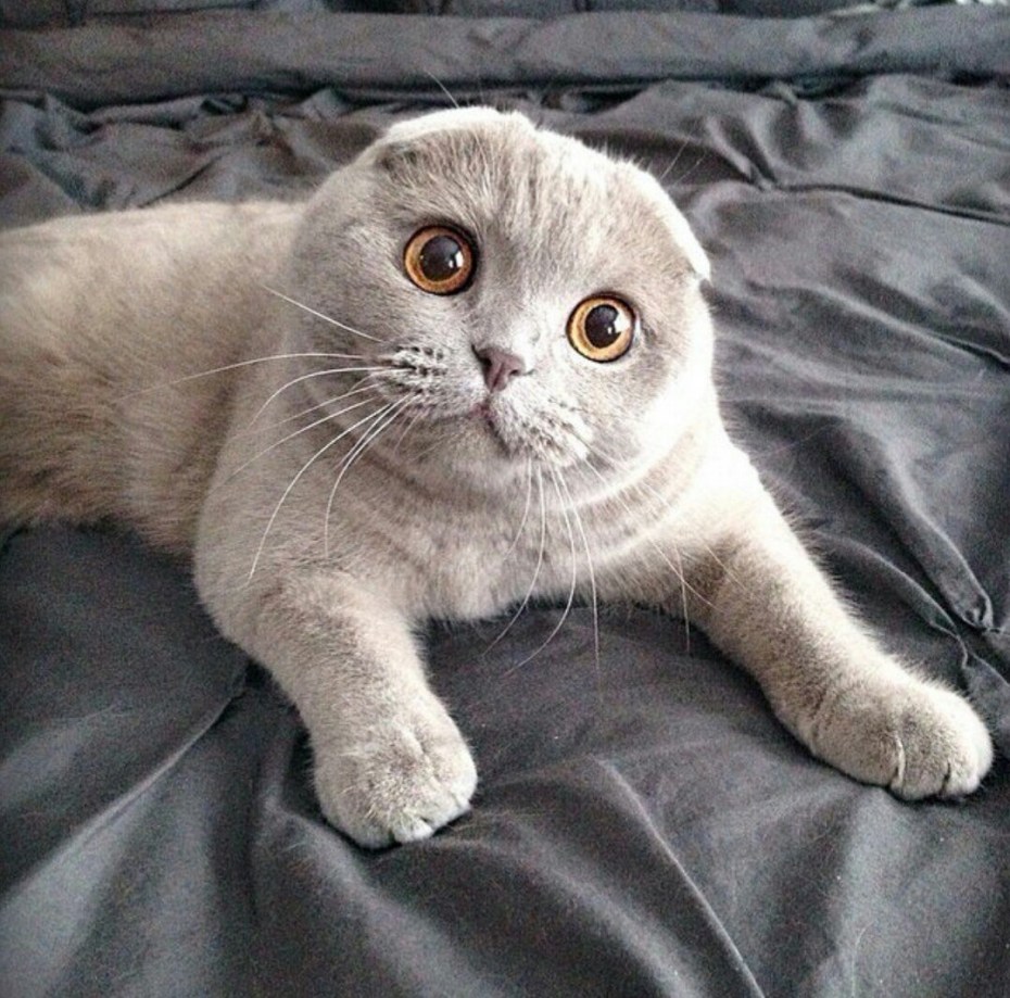 Лиловые вислоухие котята