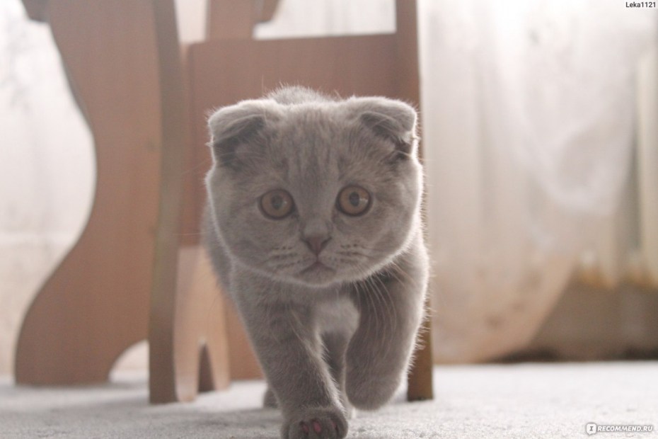 Скоттиш фолд лиловый