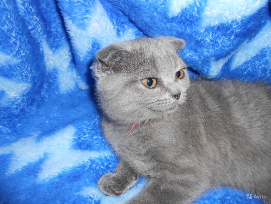 Шотландский вислоухий кот серый
