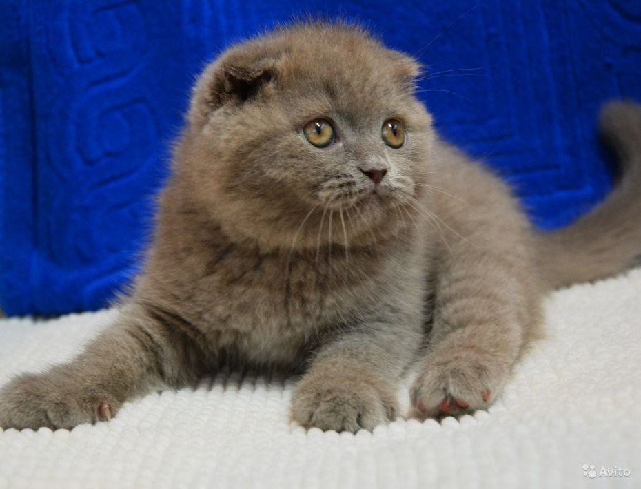 Шотландская вислоухая кошка лиловая