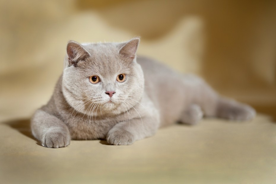 Скоттиш фолд лиловый мрамор