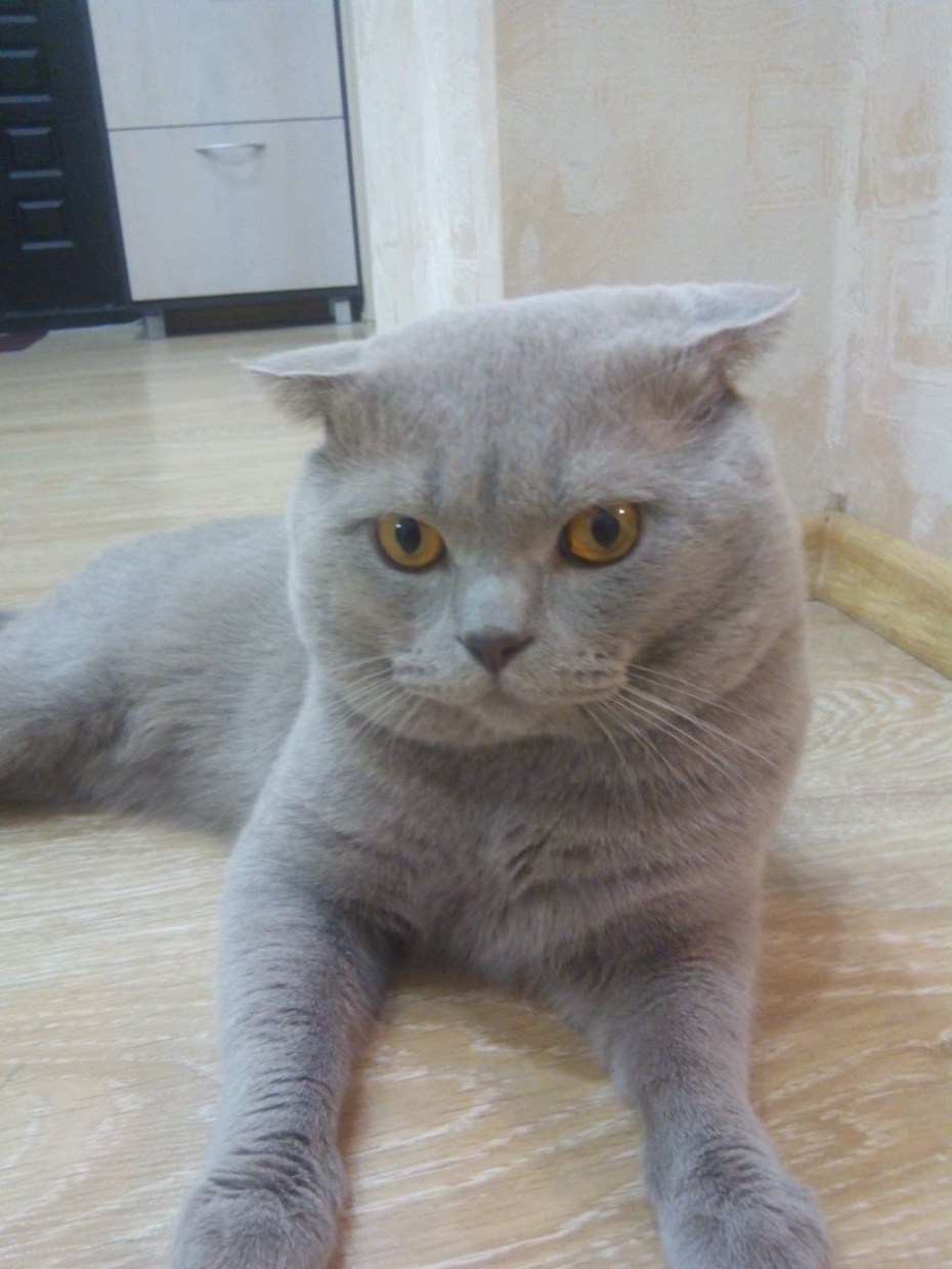 Скоттиш страйт лиловый