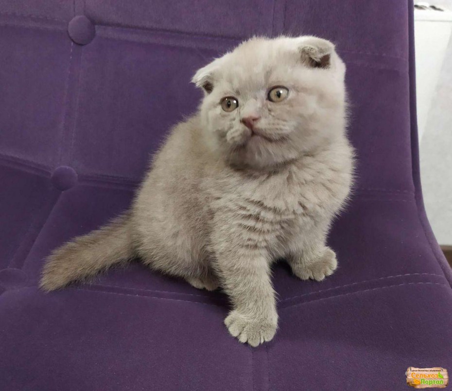 Шотландские котята в 12 дней