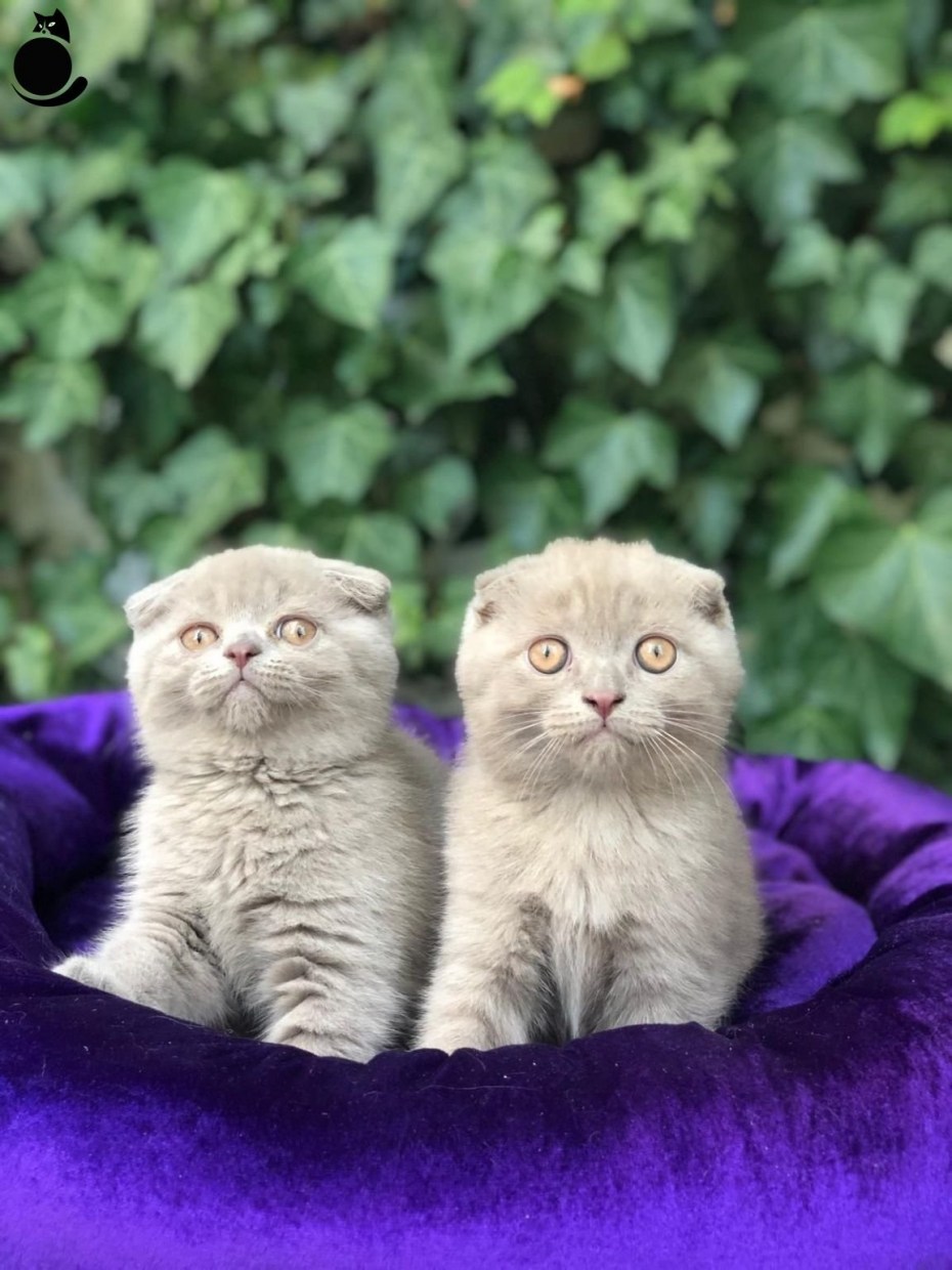 Солид кошка Шотландская