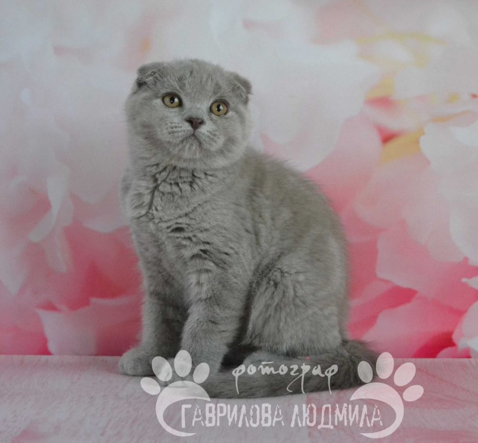 Имя кота шотландца лилового