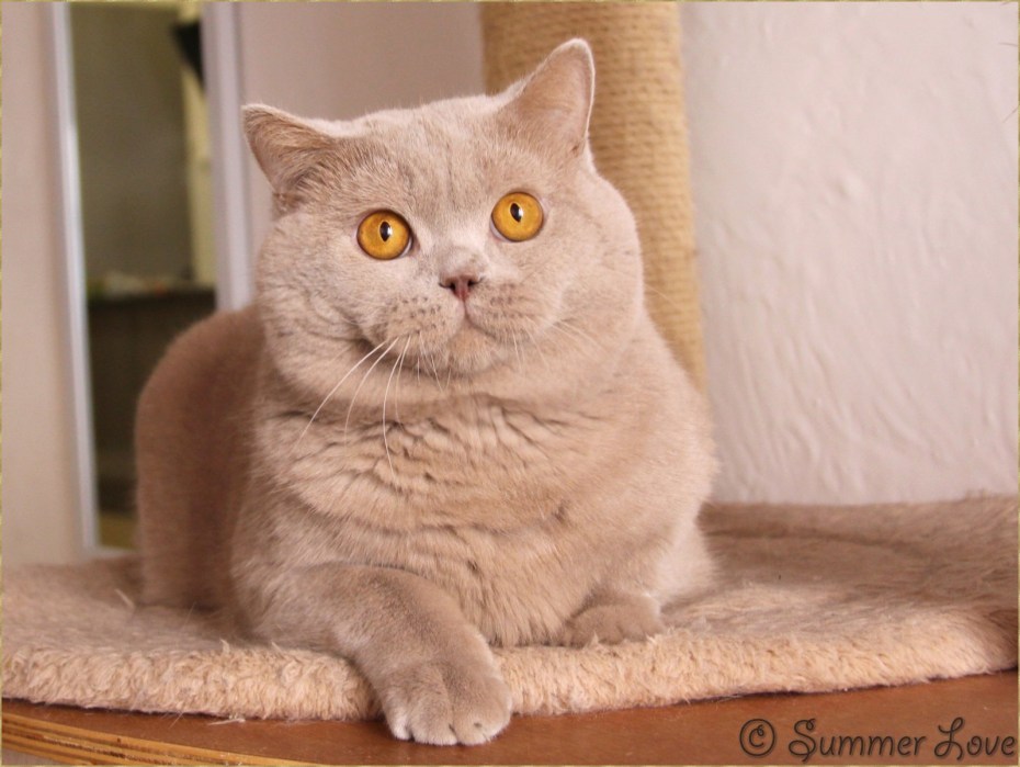 Лиловый вислоухий кот