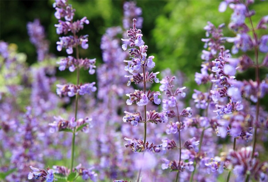 Котовник кошачий (Nepeta cataria)