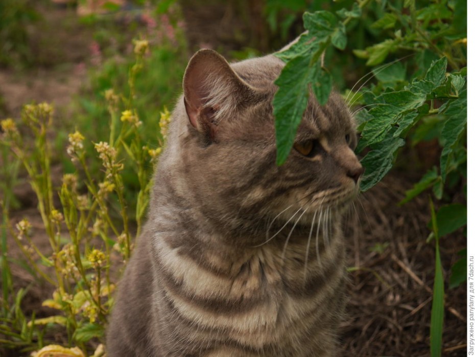 Котовник кошачий для кошек