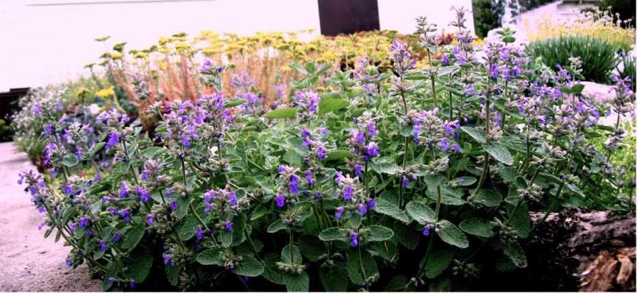 Котовник кошачий (Nepeta cataria)