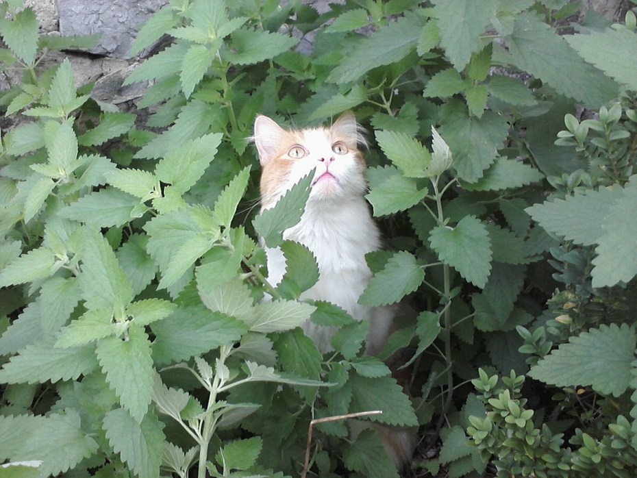 Catnip Кошачья мята