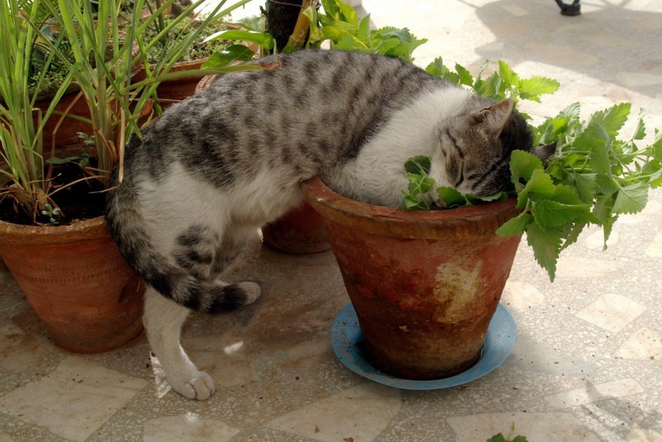 Кошачья мята трава