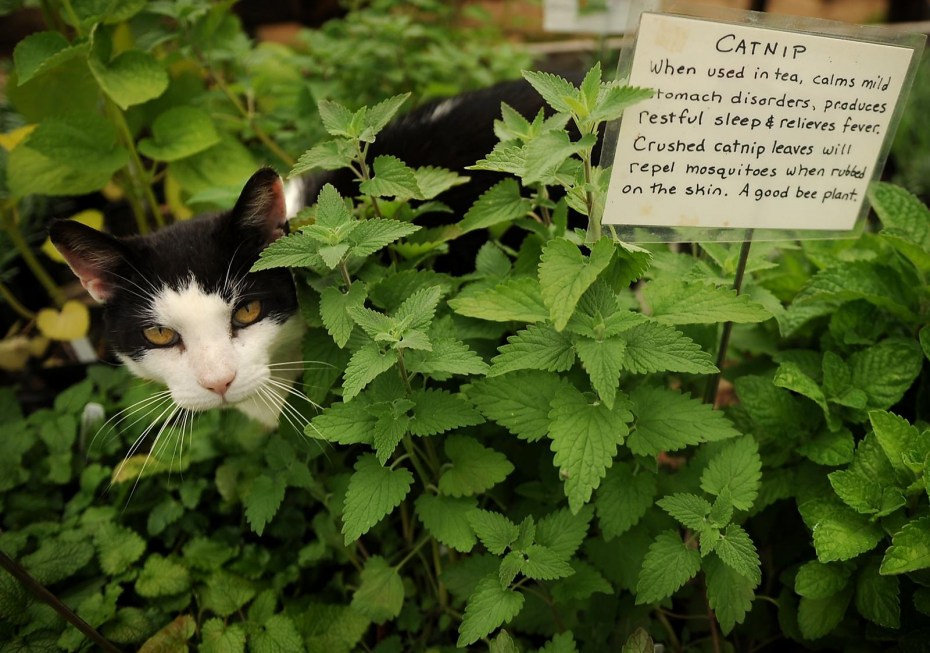 Котовник кошачий Мелисса