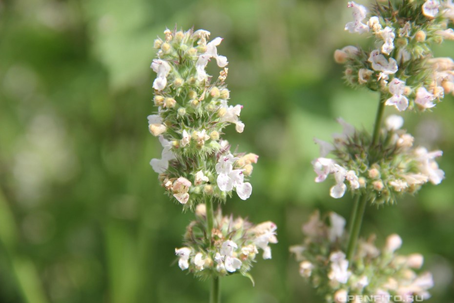Котовник Фассена (Nepeta faassenii)