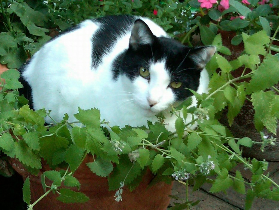 Котовник Фассена Six Hills giant
