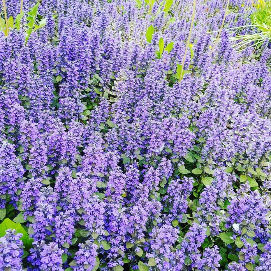 Котовник кошачий (Nepeta cataria)