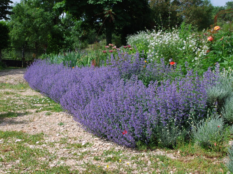 Nepeta х faassenii 'Walker's Low'
