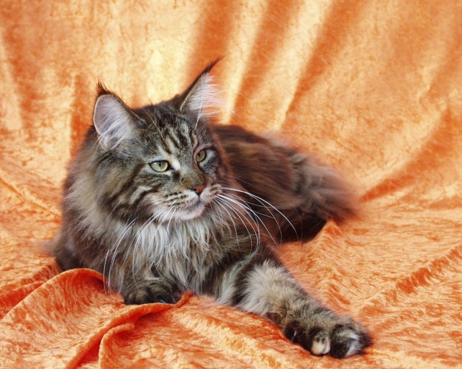 Кошка Мейн кун