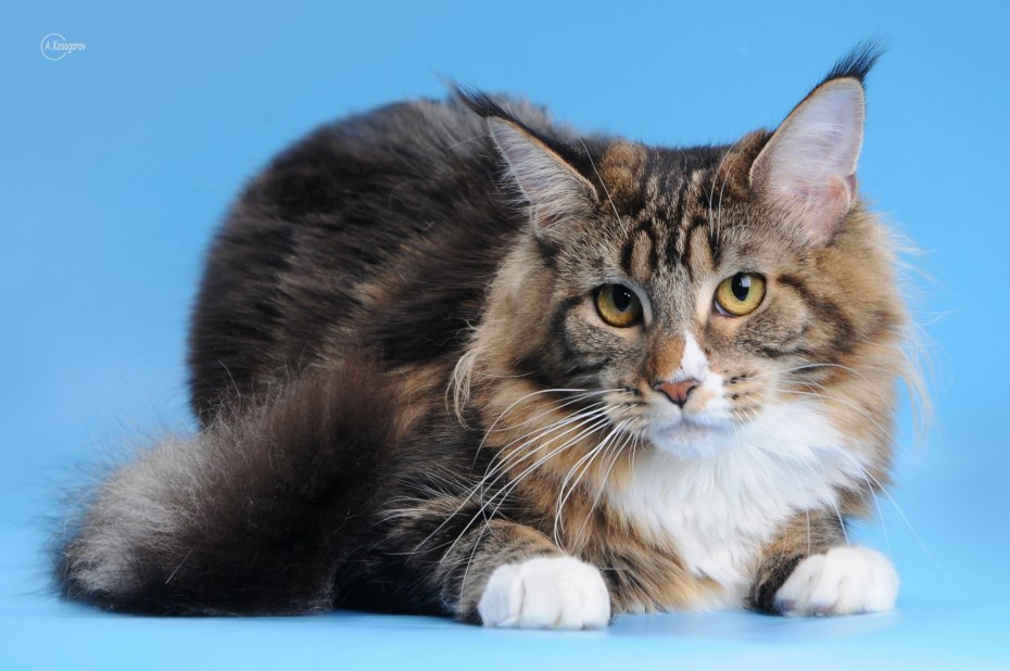 Котята Мейн кун