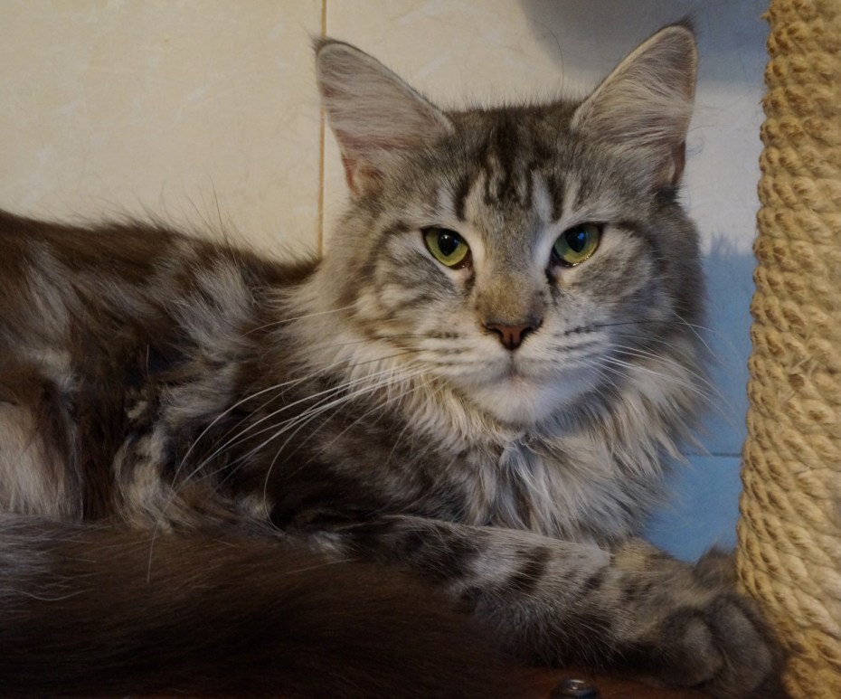 Мейн кун серый котенок