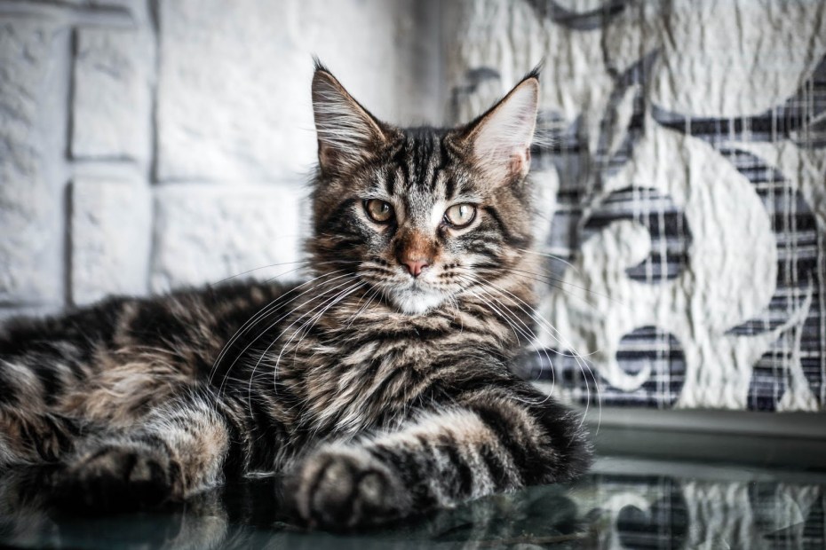 Сибирские котята Браун табби 1 неделя