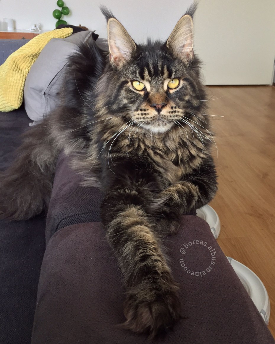 Винер коты коричневый