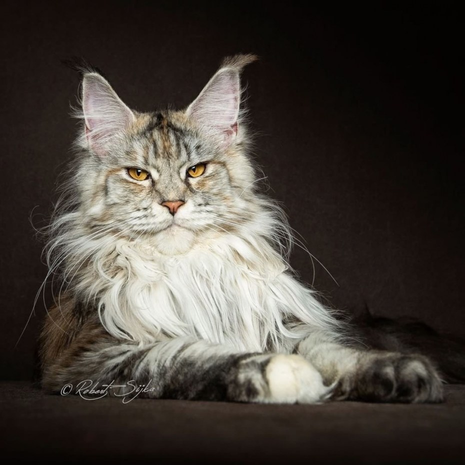 Кот Мейн кун