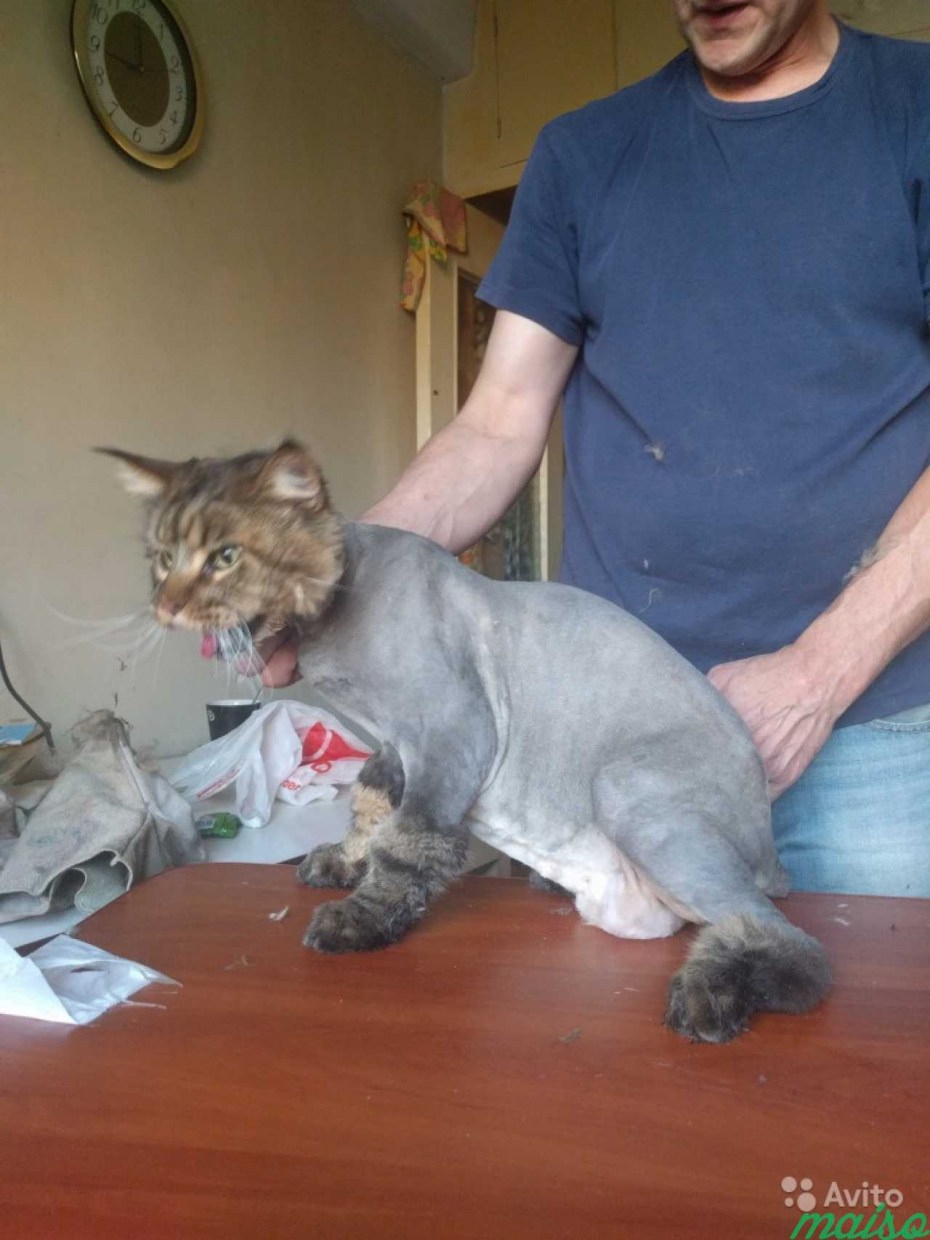 Стрижка котов СПБ
