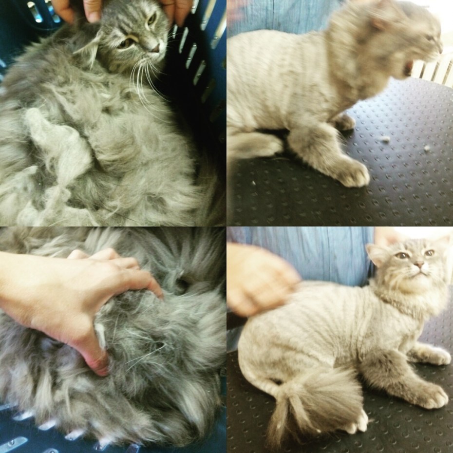 Стрижки для кошек с густой шерстью