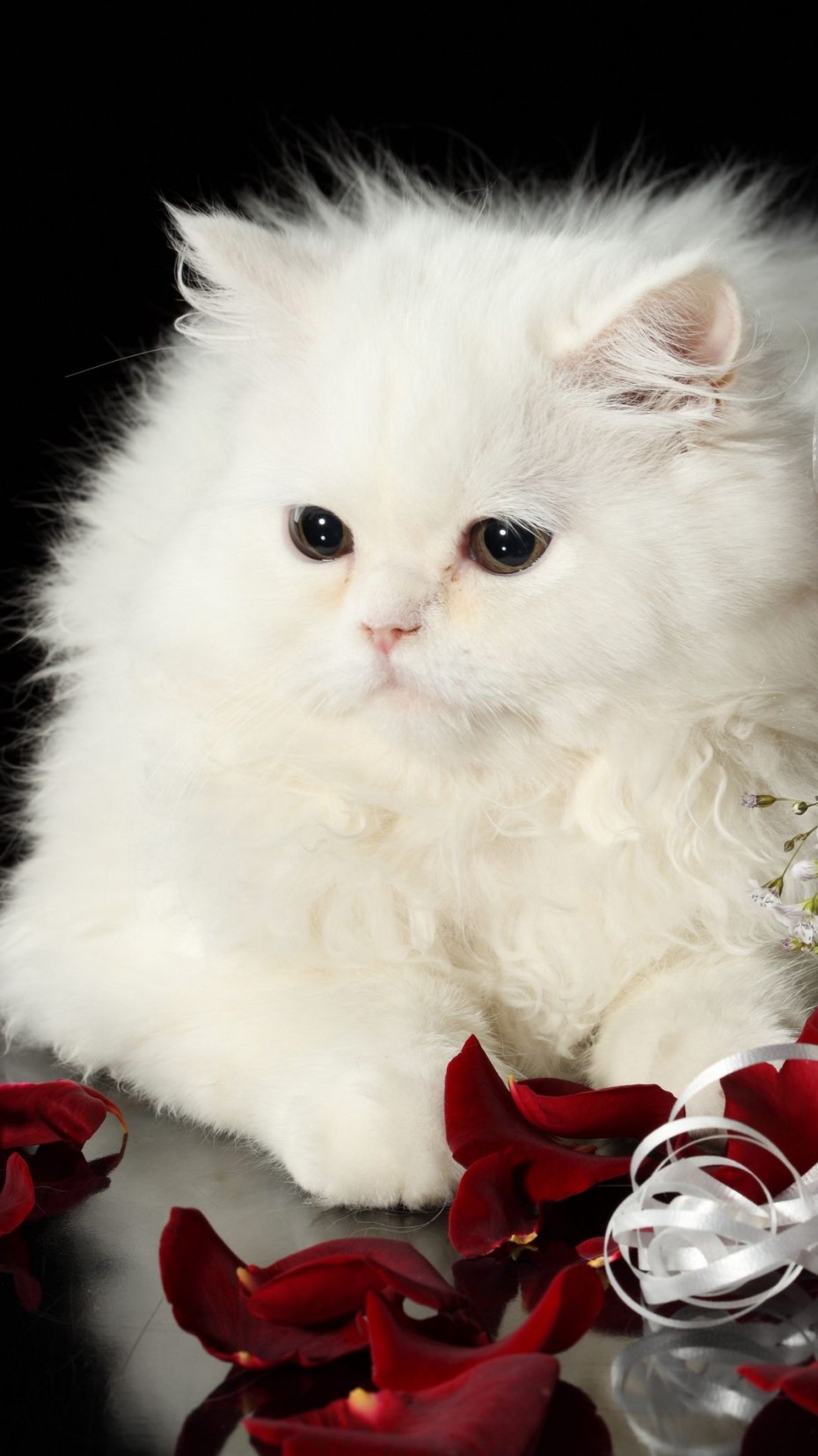 Белый котенок с цветами