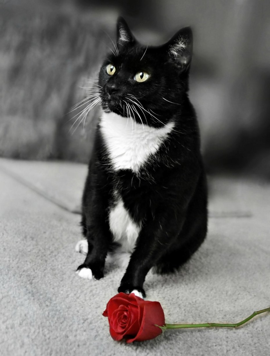 Черно белая кошка