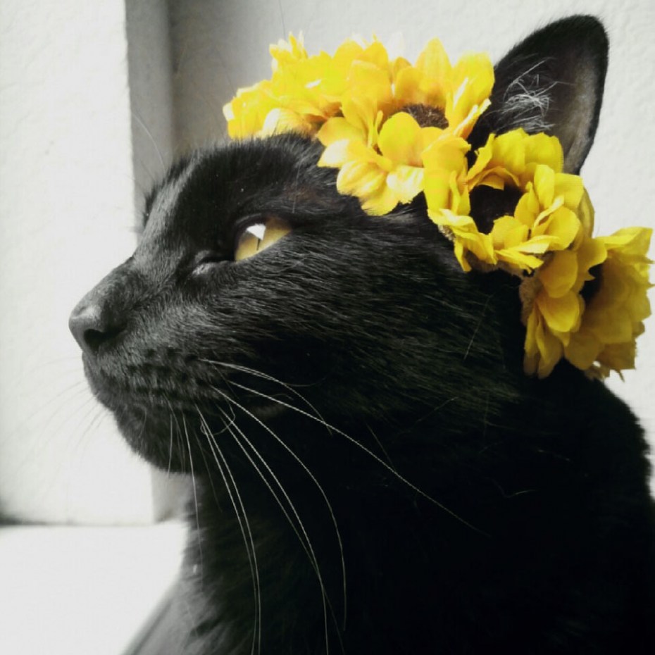 Черная кошка с венком на голове