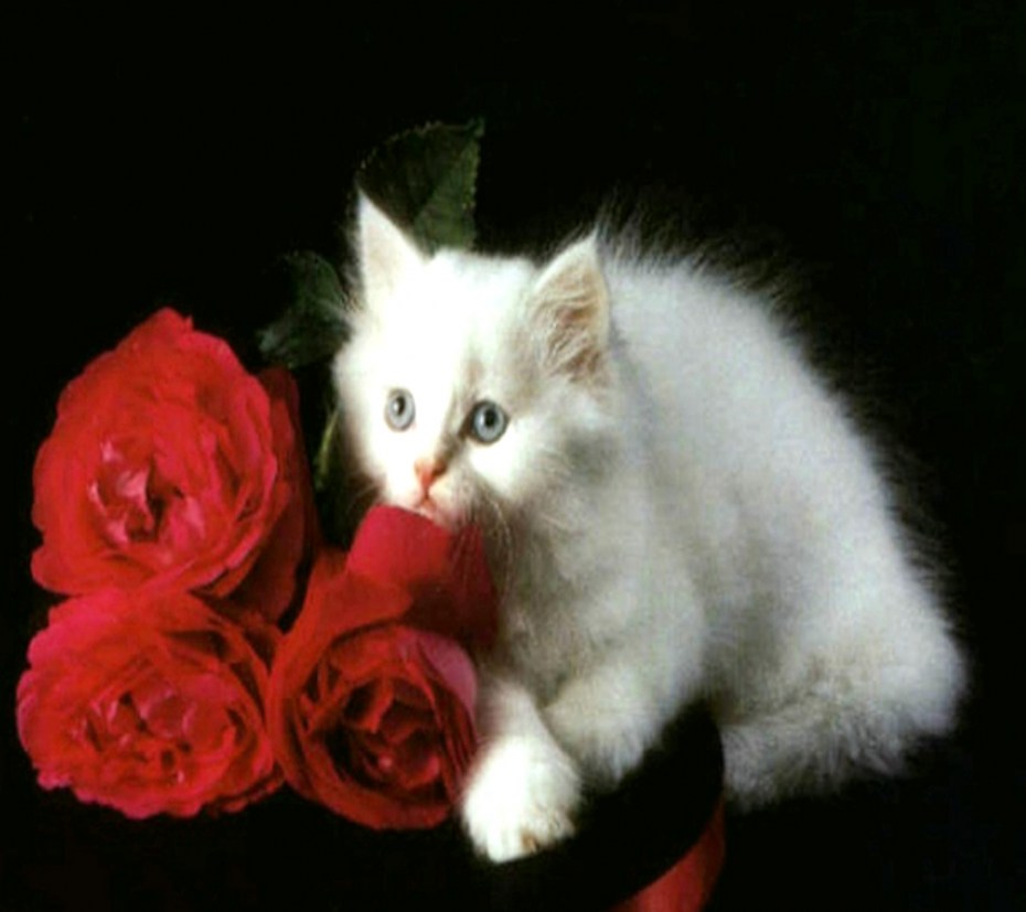 Кошки с розами