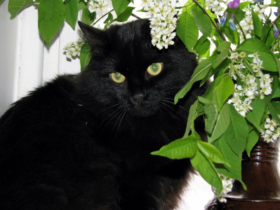 Весна коты черные